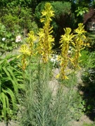 Złotnica  zołta lutea Asphodeline lutea 100 dużych nasion