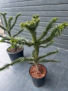 Araukaria Małpie drzewo 