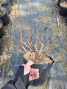 Borówka Amerykańska Spartan Duża dostępna od Czerwca 2026 doniczka 5L