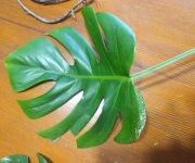 Monstera deliciosa variegata 