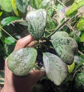 Hoya Chiang Dao Silver - sadzonka czterolistna