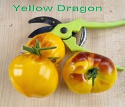 Pomidor Yellow Dragon - 10 nasion kolekcjonerskich HIT 