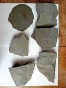 Zestaw skamieniałości – amonity jurajskie