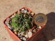 Kaktus Lobivia cinnabarina v. draxleriana TB245.1