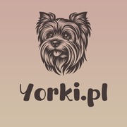 Reklama w grupie Facebook o psach rasy York