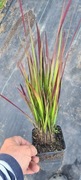 Imperata cylindrica red baron