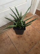 Sansewieria Sansevieria ,,Boncel” 3 w 1