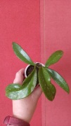  Hoya Pubicalyx Silver Pink 