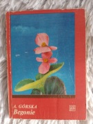 Begonie Alicja Górska 1982