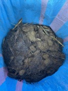 Obornik nawóz koński 