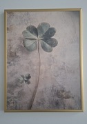 Obraz plakat w ramie 30x40 koniczynka