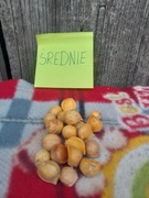 Czosnek  słoniowy sloniowy cebulki przybyszowe 10 szt 