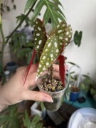 Begonia maculata | sadzonka ukorzeniona rosnąca