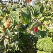 Malina jesienna sadzonki 