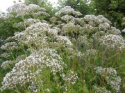 Kozłek lekarski   sadzonka
