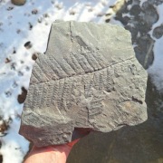 Skamieniałość duży odcisk paproci Neuropteris