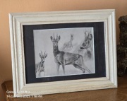 Grafika myśliwska KOZIOŁ Rogacz Sarna Europejska Myłkus Polowanie na kozła.