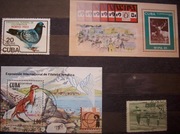 Fauna zwierzęta ptaki ssaki jeleń kuna Kuba Cuba