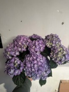 Hortensja ogrodowa fioletowa - duża kwitnąca Hydrangea w doniczce