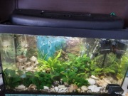 Akwarium 60l plus gratis