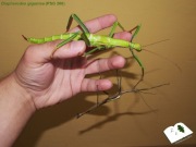 Diapherodes gigantea straszyk imago samiec