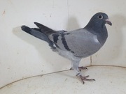 Młody Prange Inbred Ringlose x Linia BAK 17 Marcel Aelbrecht