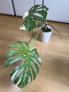 Monstera Thai Constellation