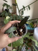 hoya no id | sadzonka rosnąca