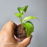 Unikatowa kalatea - calathea Yellow Fusion Variegata