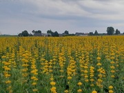 BARYT łubin żółty szerokolistny słodki w typie Mister Puma Salut