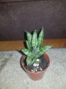 Sansevieria sansewieria sp. starshooter