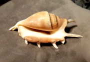 Muszla  Morska LAMBIS 14 x 6,5 cm 