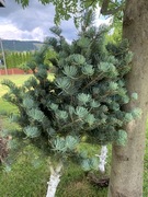 JODŁA KOREAŃSKA sztuk 2