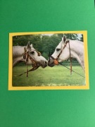 S.K.JANÓW PODLASKI - POCZTÓWKA - 1971 rok