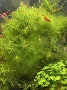 Krewetki neocardina Orange 