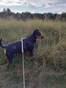 Dla pieska niebieski płaszcz,ostatnia szuka.