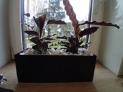 Doniczka na kwiatki 3w1