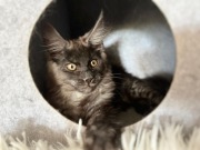 Czarny dymny kocur Maine Coon 