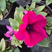 Surfinia Sanguna Mega Purple 