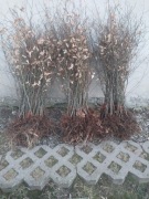 Zdrowe sadzonki Buka 100cm Pospolitego na żywopłot i zalesienie 