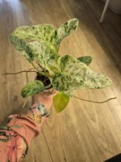 Philodendron Giganteum Variegata