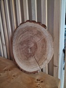 Plaster Drewna Dąb 40 cm Szlifowany Suchy Stroik Ozdoba Wesele Tort Ser DIY