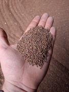 Facelia błękitna miododajna dla pszczół 10kg 