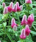Koniczyna długo- kłosowa (Trifolium rubens).10n   