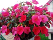 Achimenes czerwony i róż bulwki  20 szt i gratis