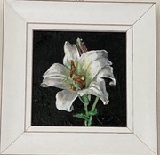 Biała lilia na czarnym tle