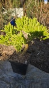 Grubosz Crassula Gollum Coral 