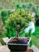 Bonsai Picea Abies, miniaturowy Świerk Unikat!!! LICYTACJA 