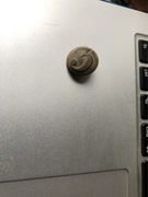 Guzik Pruski wz.1842r. Grenadierów