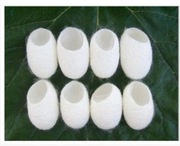 HIT ! JEDWABNE KOKONY AKSAMITNA I ZDROWA CERA 8SZT